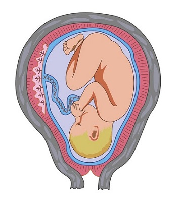 Imagen de un niño dentro del útero.