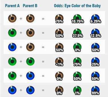 Color de los ojos de los bebés: tabla con probabilidades