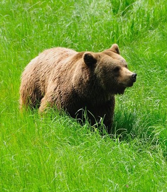 Un oso en pleno valle asturiano.