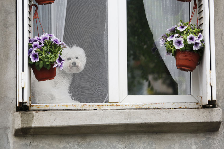 Perrito mirando por la ventana a través de una mosquitera